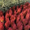 Berberis thunbergii 'Orange Ice' - dřišťál Thunbergův