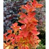 Berberis thunbergii 'Orange Ice' - dřišťál Thunbergův