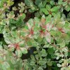 Berberis thunbergii 'Pinkqueen Carpet' - dřišťál Thunbergův