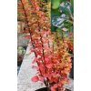 Berberis thunbergii 'Powwow' - dřišťál Thunbergův