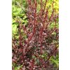 Berberis thunbergii 'Red Chief' - dřišťál Thunbergův