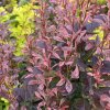 Berberis thunbergii 'Rosy Rocket' - dřišťál Thunbergův