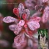 Berberis thunbergii 'Rosy Rocket' - dřišťál Thunbergův