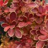 Berberis thunbergii 'Ruby Star' - dřišťál Thunbergův