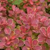 Berberis thunbergii 'Ruby Star' - dřišťál Thunbergův