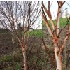 Betula albosinensis 'Fascination' - bříza čínská