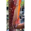 Betula 'Cacao' - bříza
