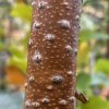 Betula ermanii 'Blush' - bříza Ermanova
