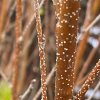 Betula humilis - bříza nízká