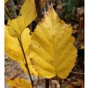 Betula medwediewii 'Gold Bark' - bříza Medwediewova