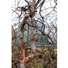 Betula pendula 'Spider Alley' - bříza bělokorá