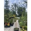 Betula pendula 'Youngii' - bříza převislá