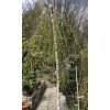 Betula pendula 'Youngii' - bříza převislá
