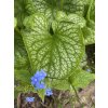 BRUNNERA 'Alexander's Great' - pomněnkovec