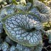 Brunnera macrophylla 'Sea Heart' - pomněnkovec