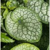 Brunnera macrophylla 'Sea Heart' - pomněnkovec