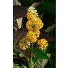 Buddleja × weyeriana 'Sungold' - komule