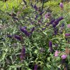 Buddleja davidii 'Black Night' - komule Davidova