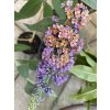 Buddleja davidii 'Flower Power' - komule Davidova