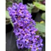 Buddleja davidii Free Petite ® 'Blue Heaven' - komule Davidova