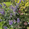 Buddleja davidii 'Lochinch' - komule Davidova
