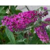 Buddleja davidii 'Miss Ruby' - komule Davidova