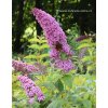 Buddleja davidii 'Pink Delight' - komule Davidova