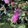 Buddleja davidii 'Pink Micro Chip' - komule Davidova