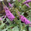Buddleja davidii 'Pink Micro Chip' - komule Davidova