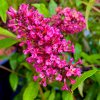 Buddleja davidii 'Prince Charming' - komule Davidova