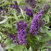 Buddleja davidii 'Purple Emperor' - komule Davidova
