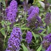 Buddleja davidii 'Purple Emperor' - komule Davidova