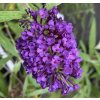 Buddleja davidii 'Purple Emperor' - komule Davidova