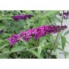 Buddleja davidii 'Royal Red' - komule Davidova