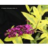 Buddleja davidii 'Santana' - komule Davidova