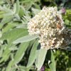 Buddleja davidii Silver Anniversary