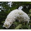 Buddleja davidii 'White Profusion' - komule Davidova