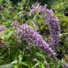 Buddleja davidii 'Wisteria Lane' - komule Davidova
