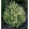 Buxus sempervirens 'Rotundifolia Aureovariegata' - zimostráz vždyzelený