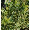 Buxus sempervirens 'Argenteovariegata' - zimostráz vždyzelený