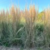 Calamagrostis x acutiflora 'Overdam' - třtina ostrokvětá