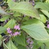 Callicarpa bodinieri 'Profusion' - krásnoplodka