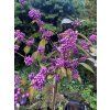 Callicarpa bodinieri 'Profusion' kmínek - krásnoplodka