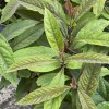 Callicarpa kwangtungensis - krásnoplodka