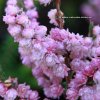 Calluna vulgaris 'Annemarie' - vřes obecný