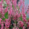 Calluna vulgaris 'Arabella' - vřes obecný