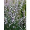 Calluna vulgaris 'Elsie Purnel' - vřes obecný