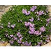 Calluna vulgaris 'Foxii Nana' - vřes obecný