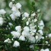 Calluna vulgaris 'Kinlochruel' - vřes obecný