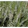 Calluna vulgaris 'Long White' - vřes obecný